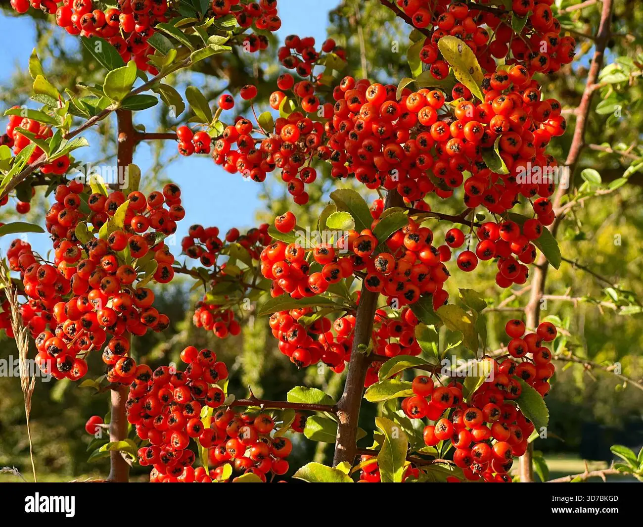 Pyracantha (Firethorn) plant photo
