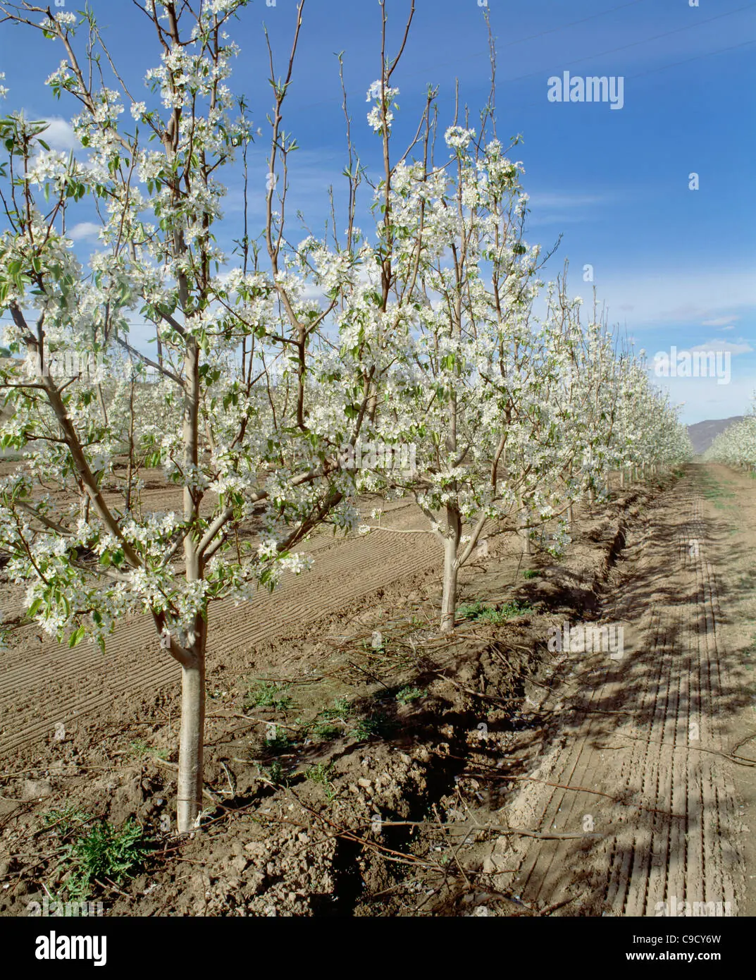 Pear Tree plant photo
