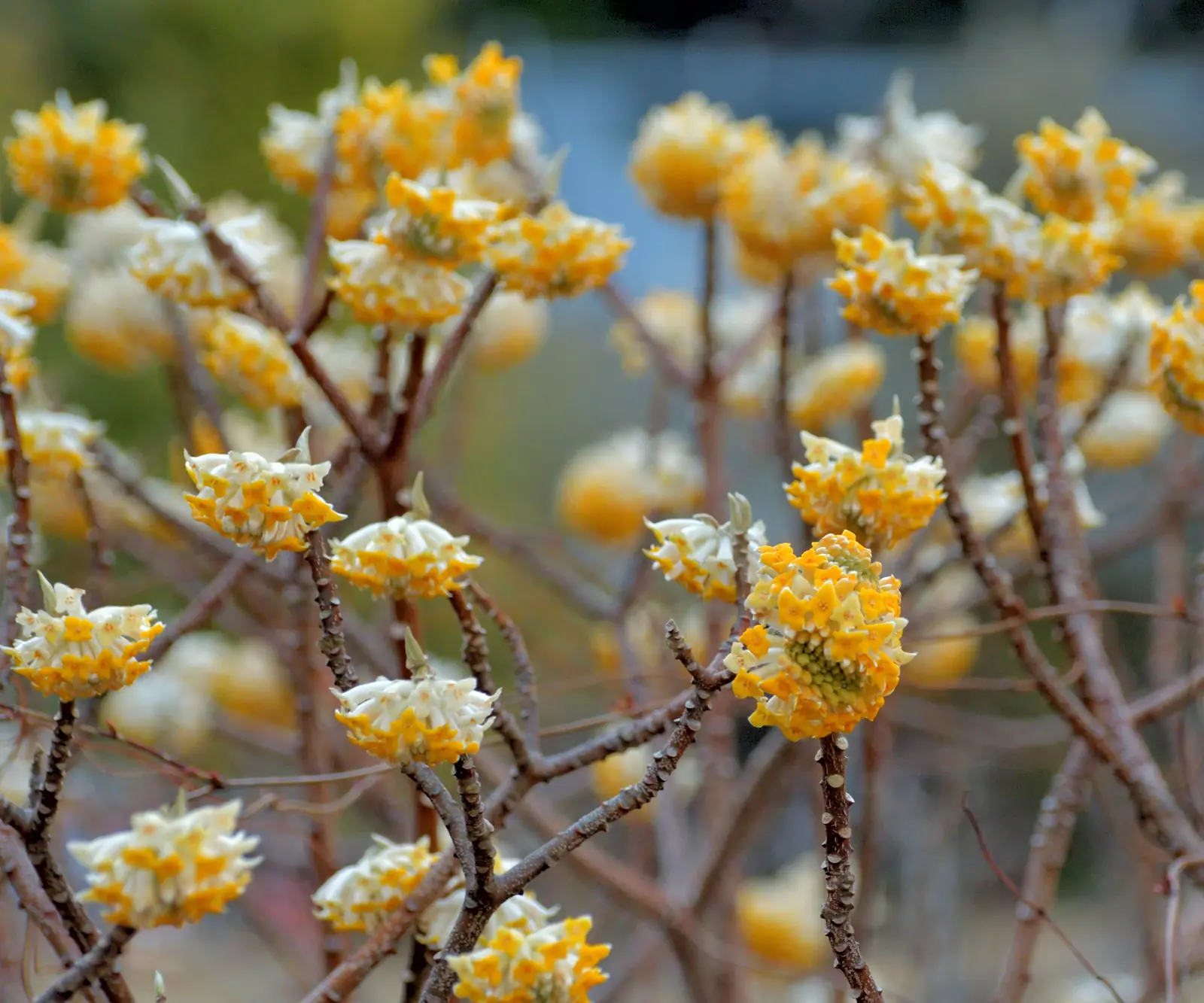 Edgeworthia (Paper Bush) plant photo