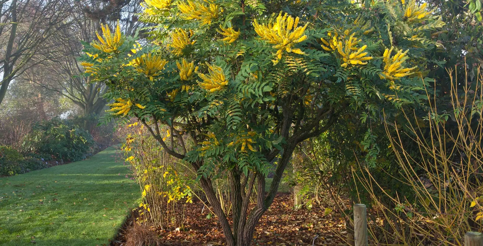 Mahonia plant photo