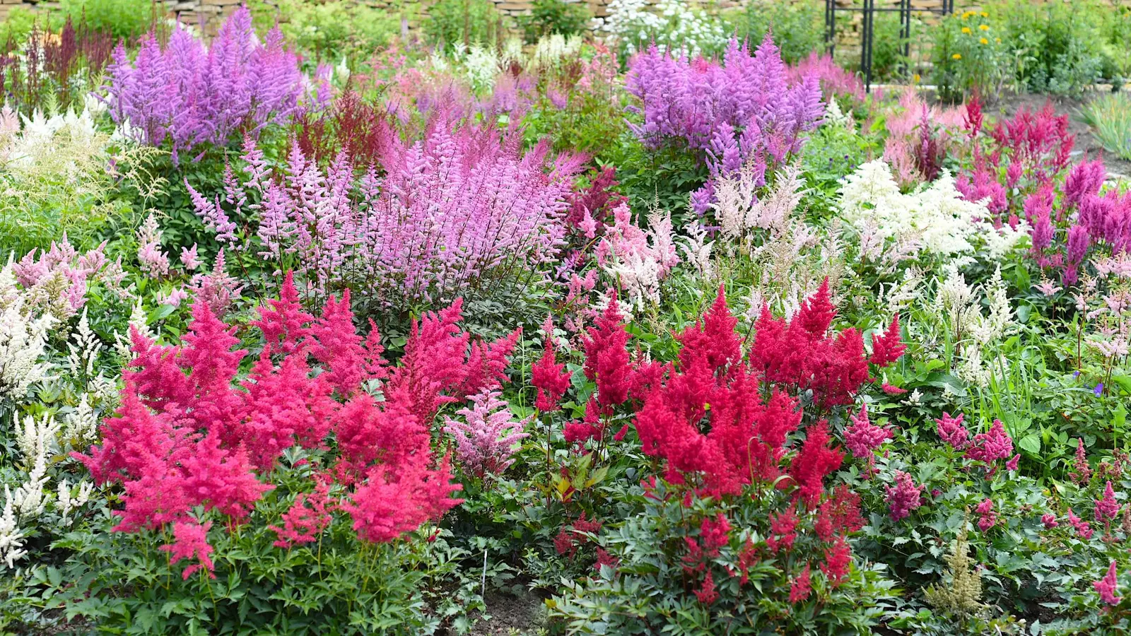 Astilbe plant photo
