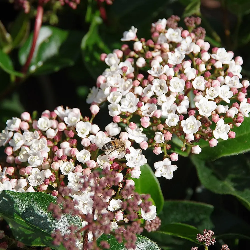 Viburnum plant photo