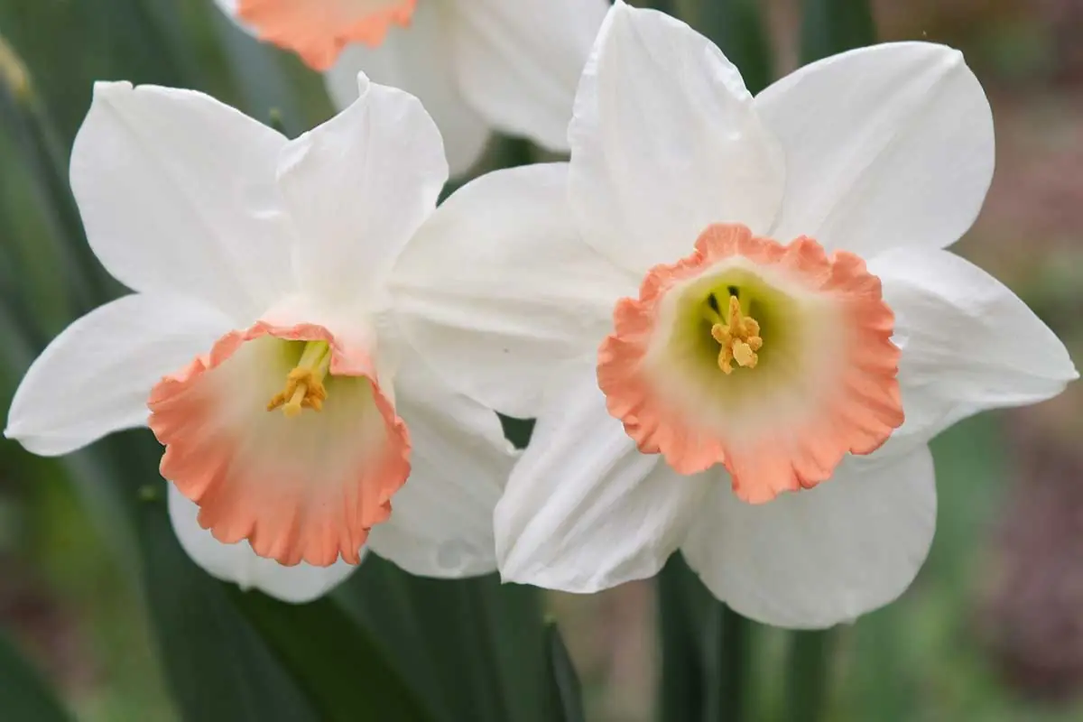 Daffodils and Narcissi plant photo