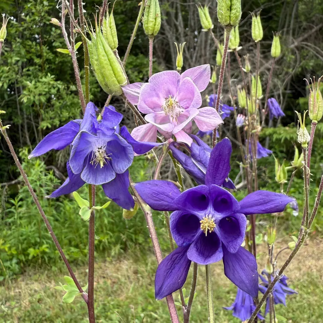 Aquilegia (Columbine) plant photo