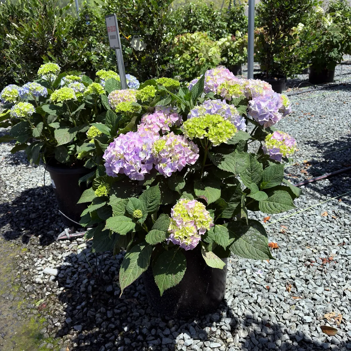 Hydrangea plant photo