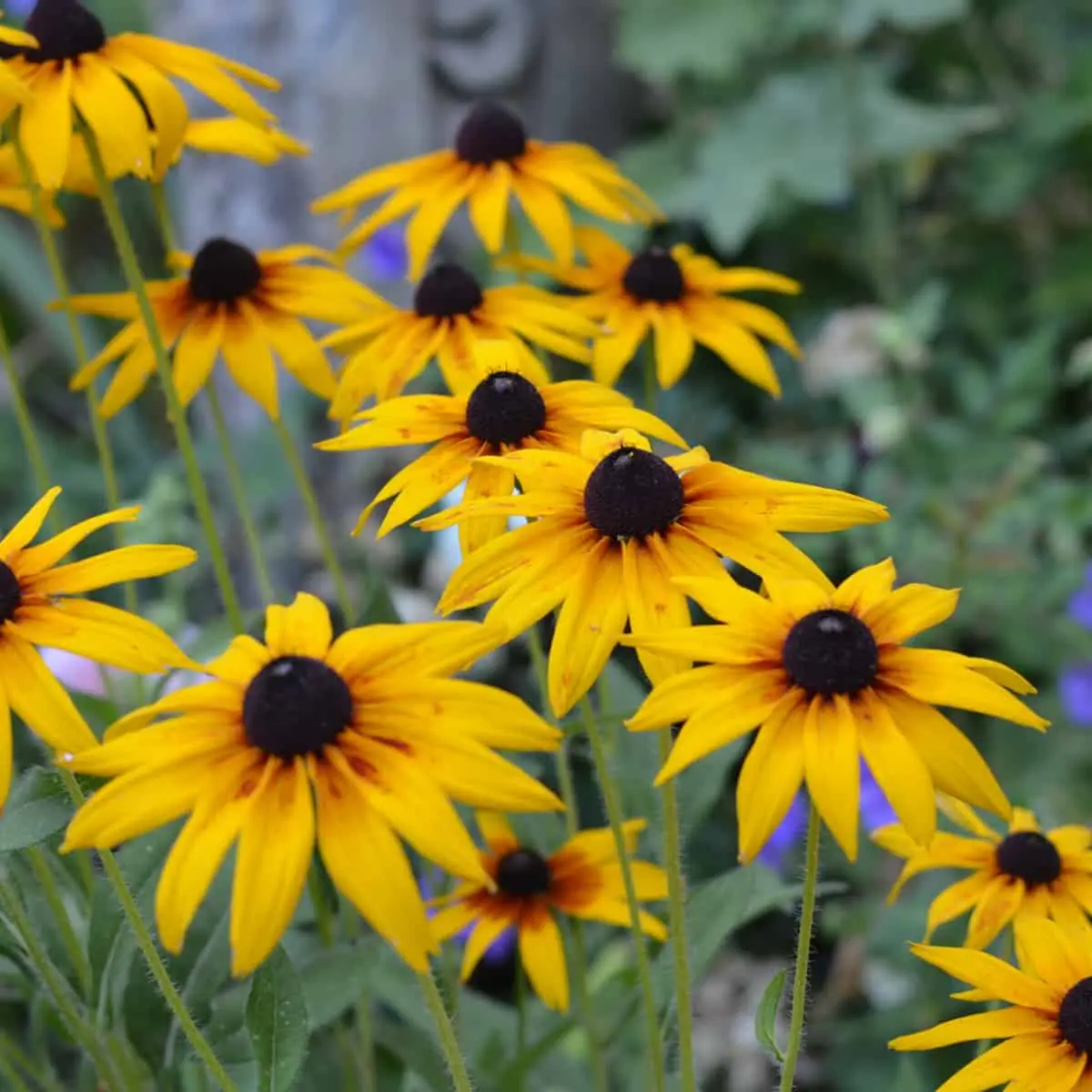 Rudbeckia (Black-eyed Susan) plant photo