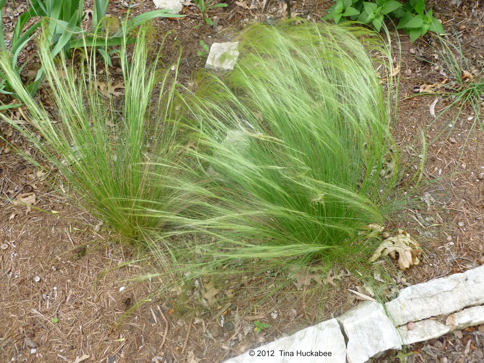 Stipa (Feather Grass) plant photo