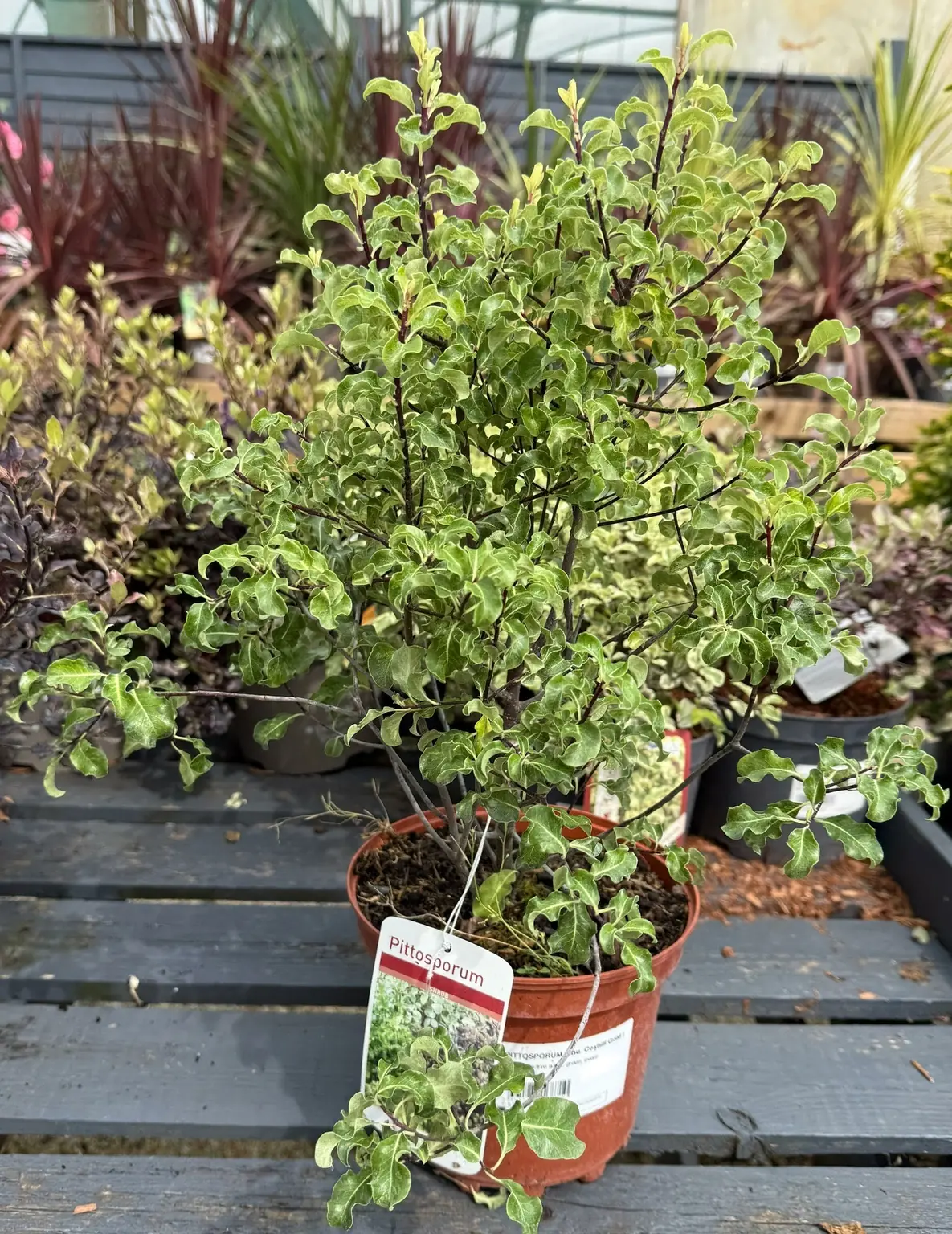 Pittosporum plant photo