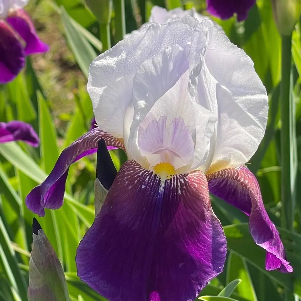 Iris (Bearded and Siberian) plant photo
