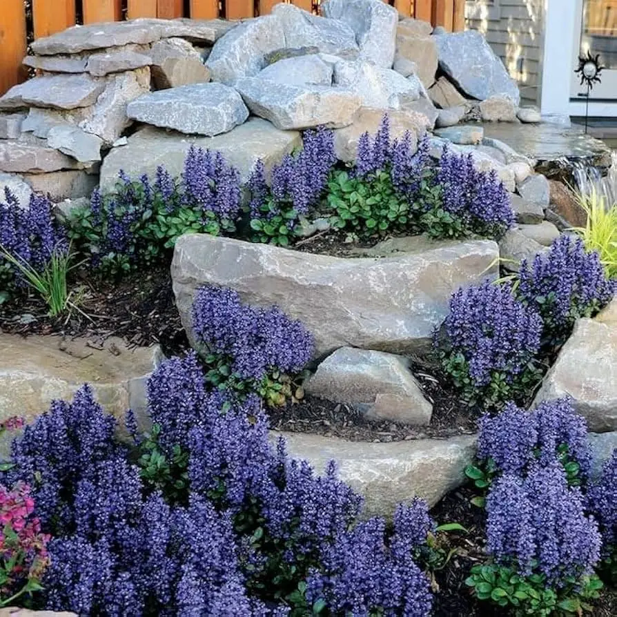 Bugle plant photo