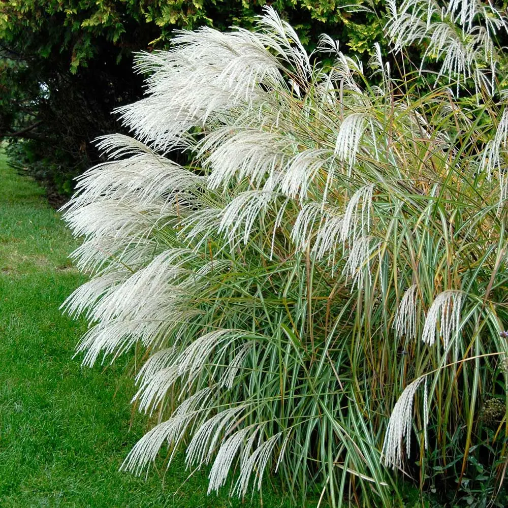 Miscanthus (Chinese Silver Grass) plant photo