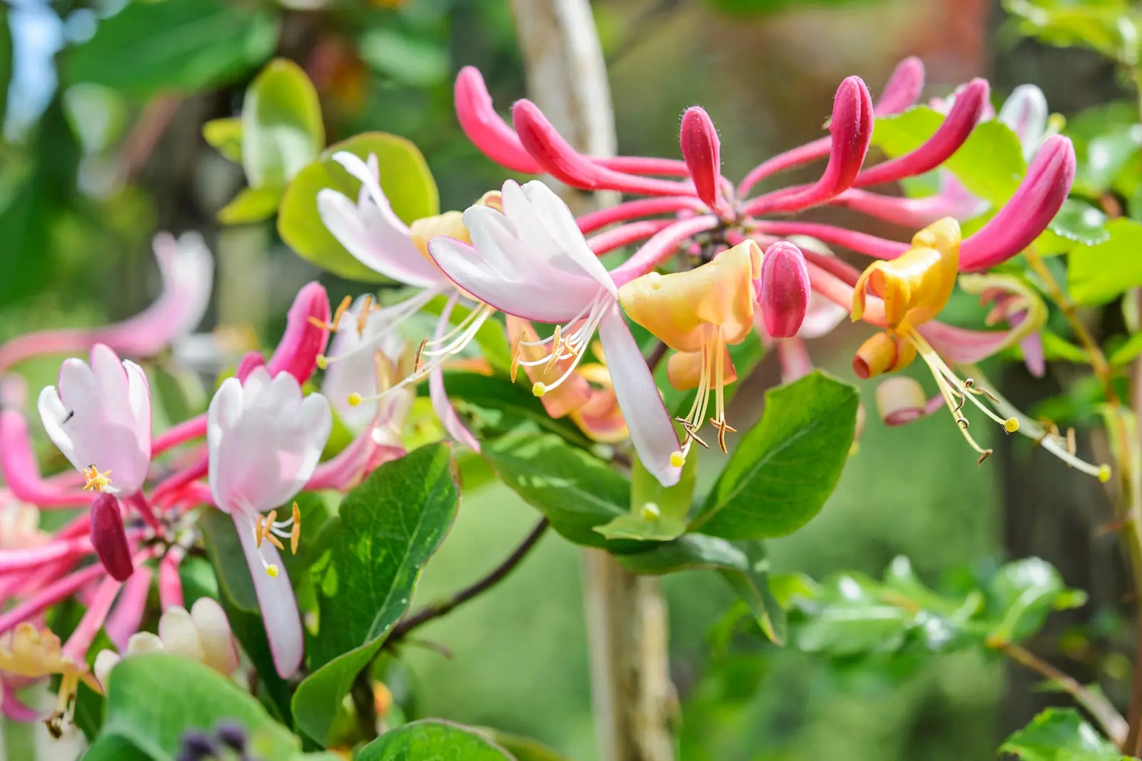 Honeysuckle (Woodbine) plant photo