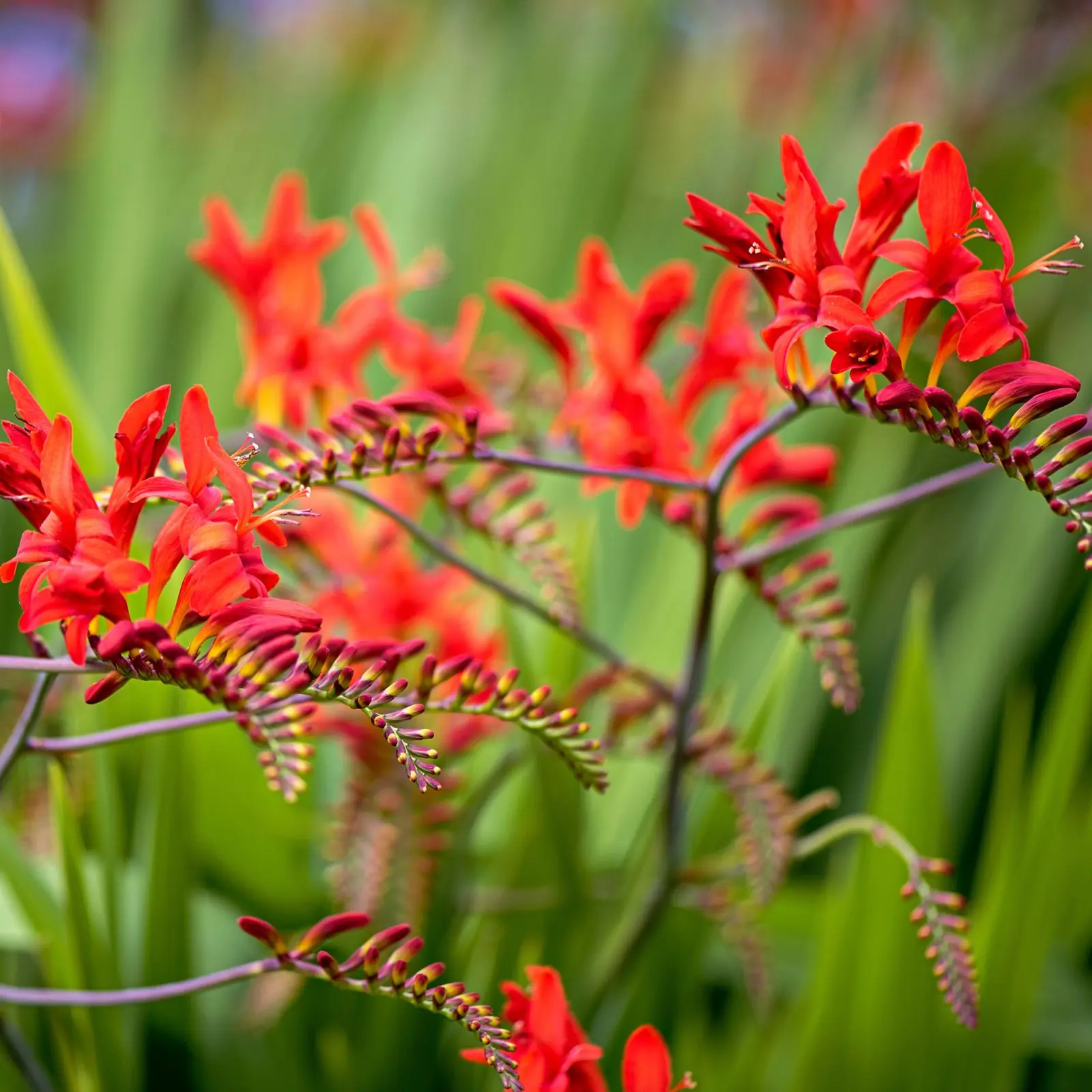 Crocosmia (Montbretia) plant photo