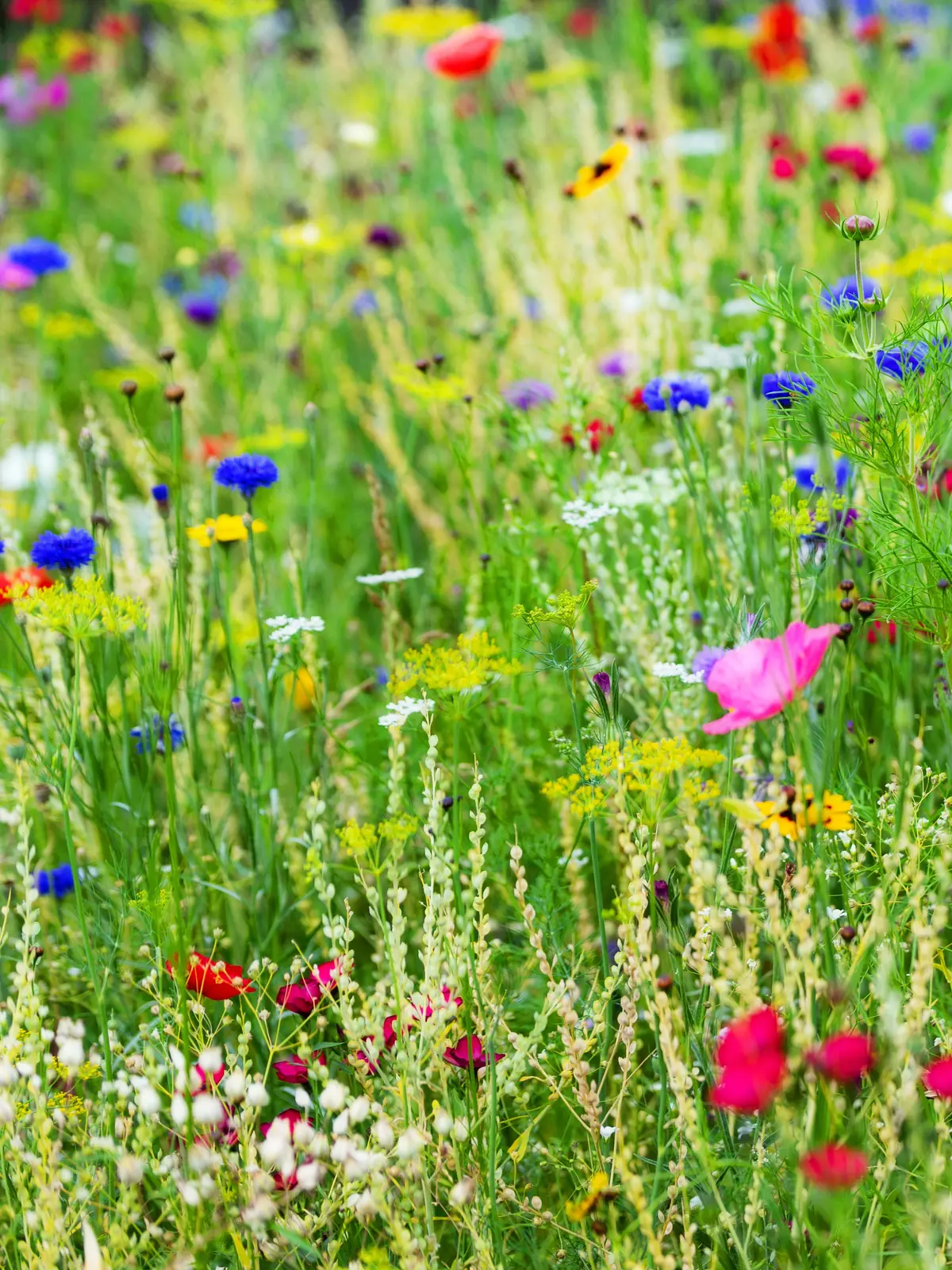 Wildflower Meadow Mixes plant photo